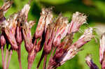 Coastal plain joe pye weed